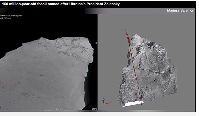Yeni keşfedilen canlıya Zelenski'nin adı verildi! İlginç neden - Resim: 2