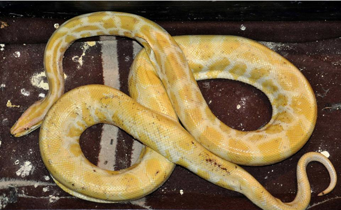 Piton baygınlık geçirirse... - Resim: 1