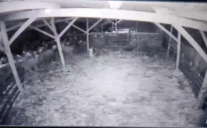 Kurt ahıra girdi koyunlara böyle saldırdı kuzuyu alıp kaçma anları güvenlik kamerasında - Resim: 3