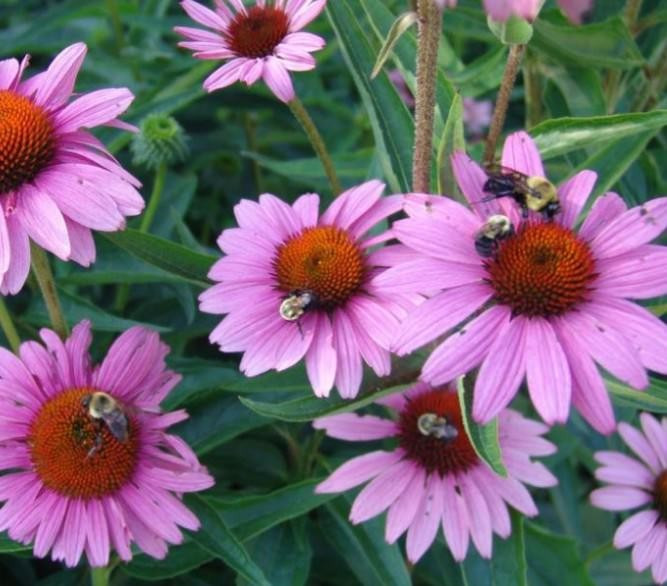 Sigarayı bırakırken işinize yarayacak bilgiler - Resim: 4