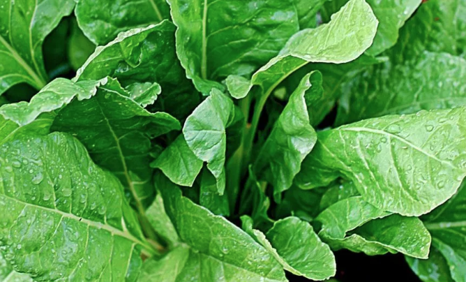 Ispanağı çiğ tüketin! Daha önce bu faydalarını duymadınız - Resim: 4