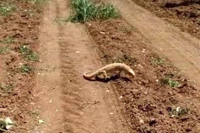 Şanlıurfa'da Türkiye'nin dev kertenkelesi Çöl Varanı görüldü! - Resim: 4