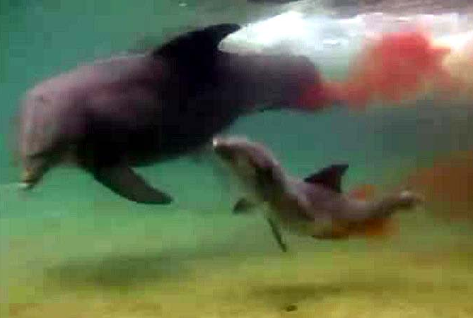  Yunusun doğum anı böyle görüntülendi - Resim: 2