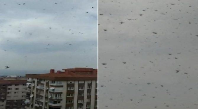 İzmir'de korkutan "böcek istilası" görüntüleri - Resim: 2