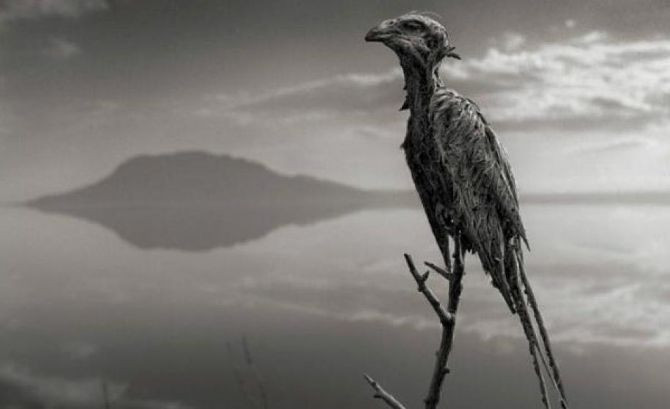 Bu göl canlıları taşa çeviriyor - Resim: 2