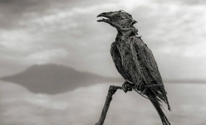 Bu göl canlıları taşa çeviriyor - Resim: 3