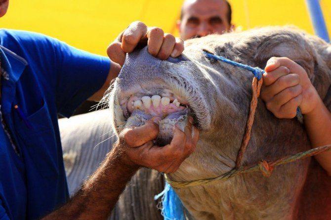 Kurban alırken nelere dikkat edilmeli! Basit gözlemlerle doğru kurbanı seçebilirsiniz - Resim: 4