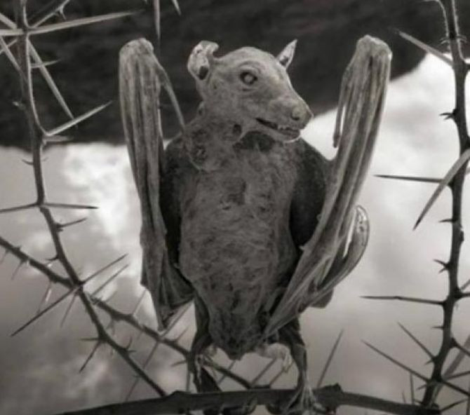 Bu göl canlıları taşa çeviriyor - Resim: 1