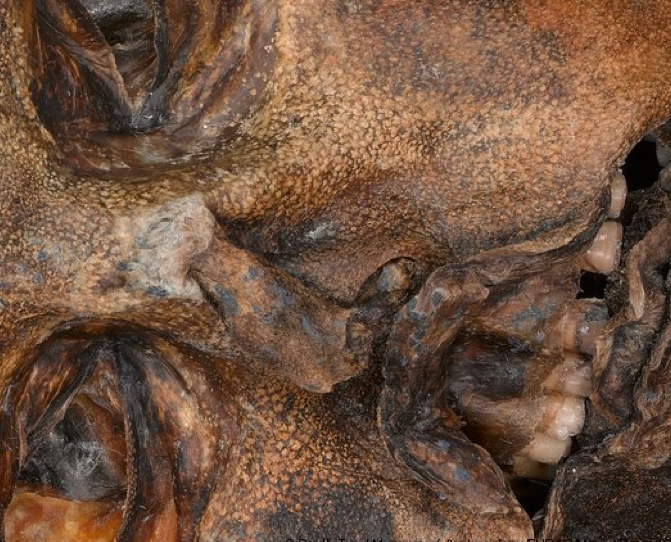 Dünyanın en eski cinayeti! - Resim: 4