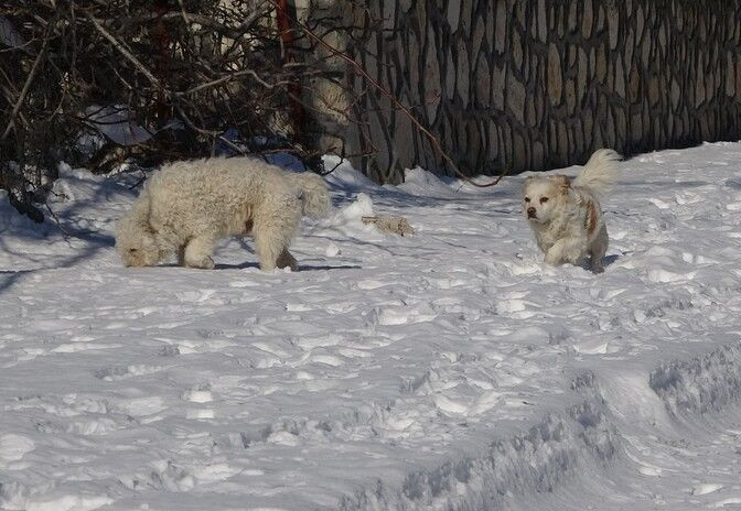 3,5 metre kar yağdı hayat felç oldu! Hafta sonu tarihi rekor bekleniyor: Gaziantep Bingöl Bitlis Bolu Van - Resim: 4