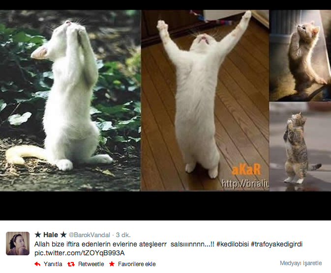 Elektiriği kesen 'Kedi lobisi' Twitter'ı yıktı - Resim: 4