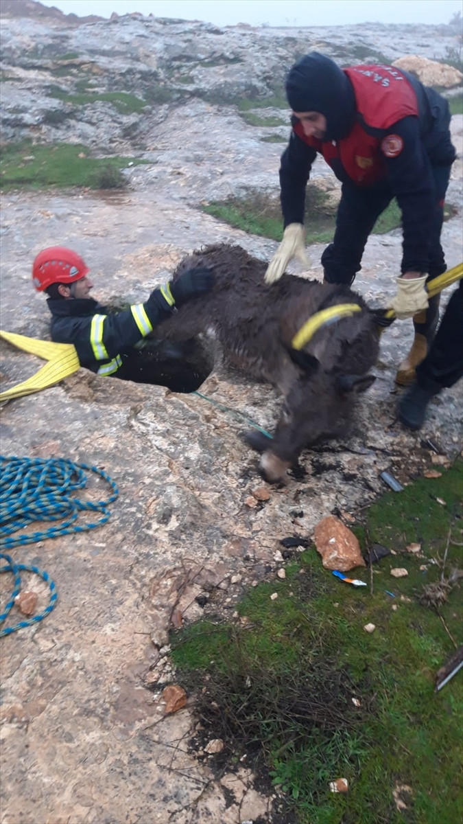 Sarnıca düşen eşek kurtarıldı - Resim: 4