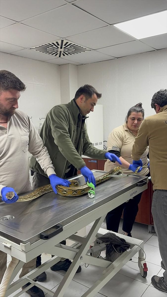 Yolcu otobüsündeki kutunun içinden piton çıktı - Resim: 1
