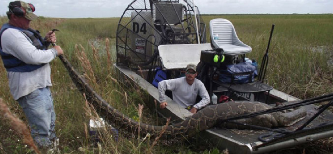 5 metrelik piton 35 kiloluk geyiği yuttu - Resim: 1