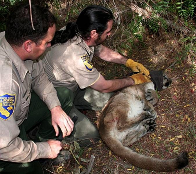 ABD'de dağ aslanı ağaçta mahsur kaldı - Resim: 4