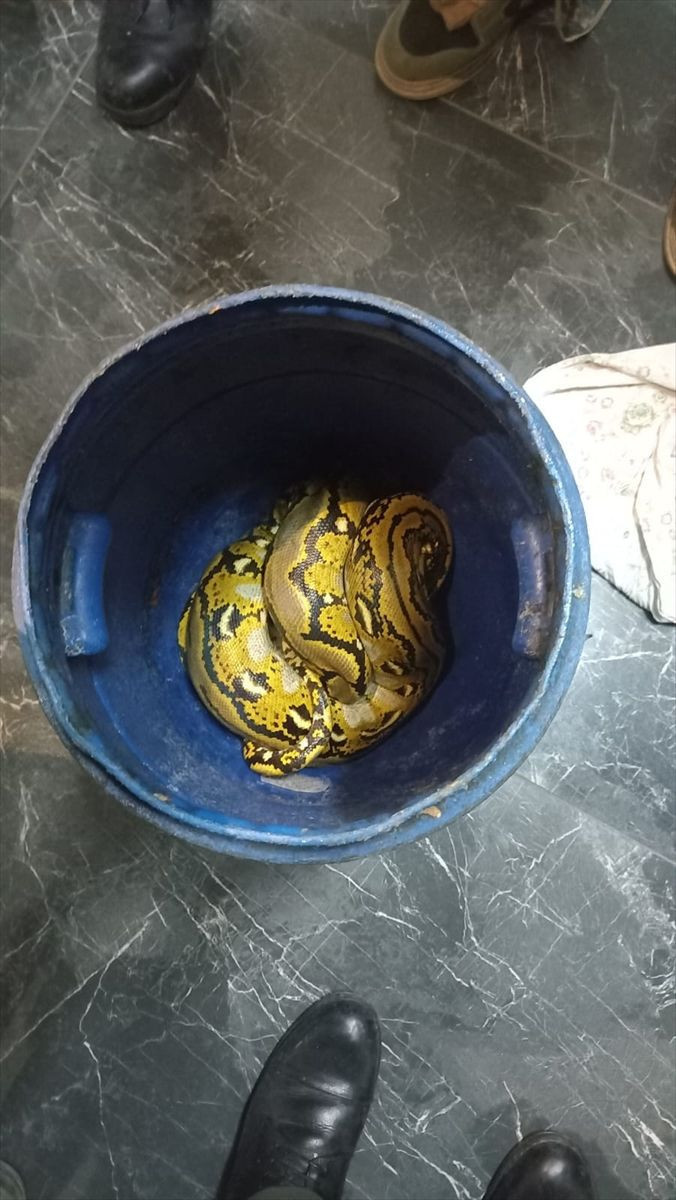 Yolcu otobüsündeki kutunun içinden piton çıktı - Resim: 3