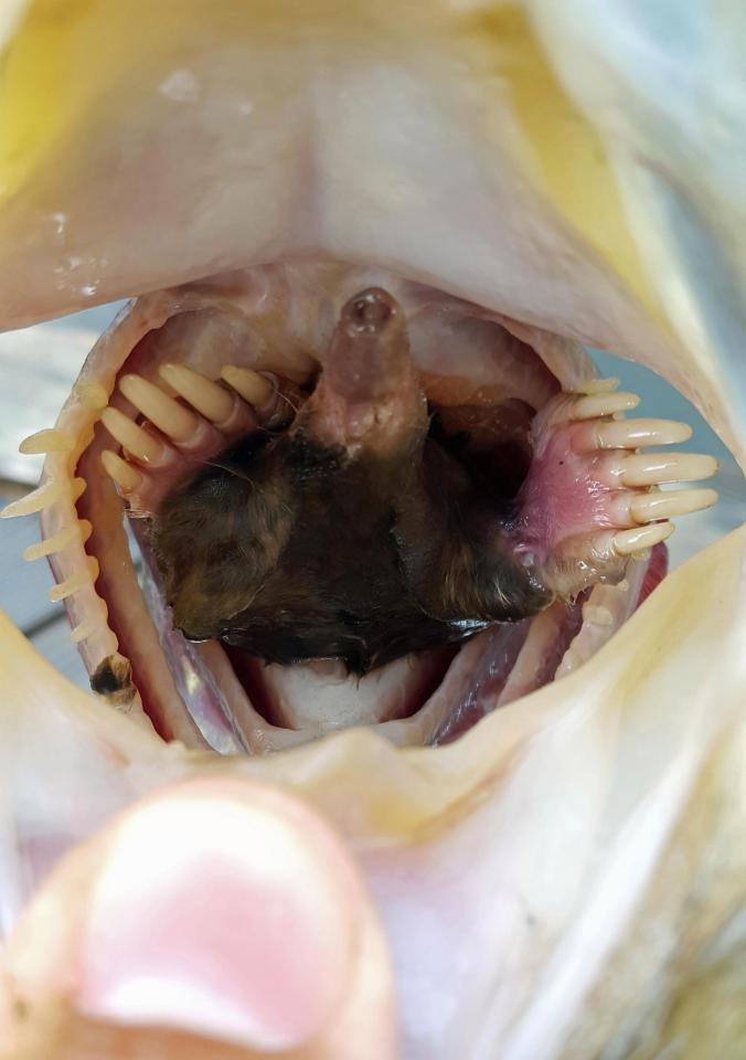 Balığın içinden çıkana bakın şoke olacaksınız - Resim: 3