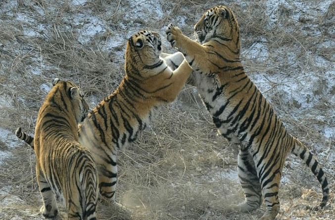 Canlı tavuğu kaplanların önüne attılar ve... - Resim: 4