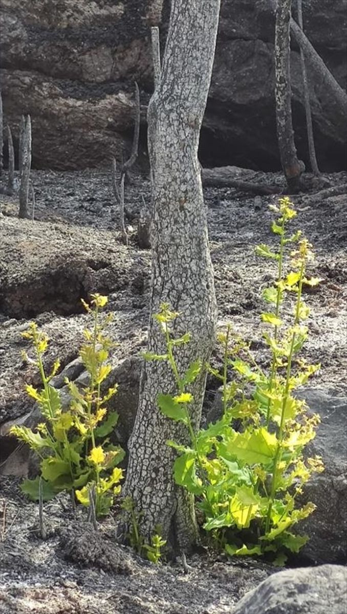 Yeniden yeşerdiler! Marmaris ve Datça'daki yanan orman alanlarında doğa yeniden canlanıyor - Resim: 2