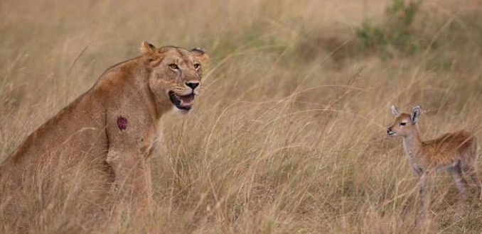 Vahşi av böyle görüntülendi - Resim: 1