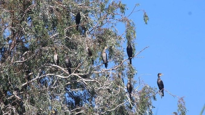 Binlercesi ölüp kıyıya vurdu! Kirlilik nedeniyle Büyük Menderes'te ekolojik yapı çöküyor - Resim: 3
