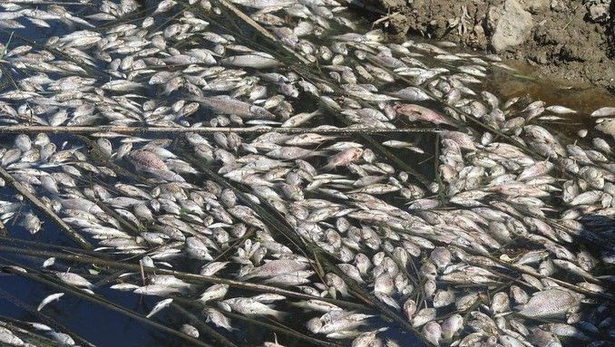 Binlercesi ölüp kıyıya vurdu! Kirlilik nedeniyle Büyük Menderes'te ekolojik yapı çöküyor - Resim: 4