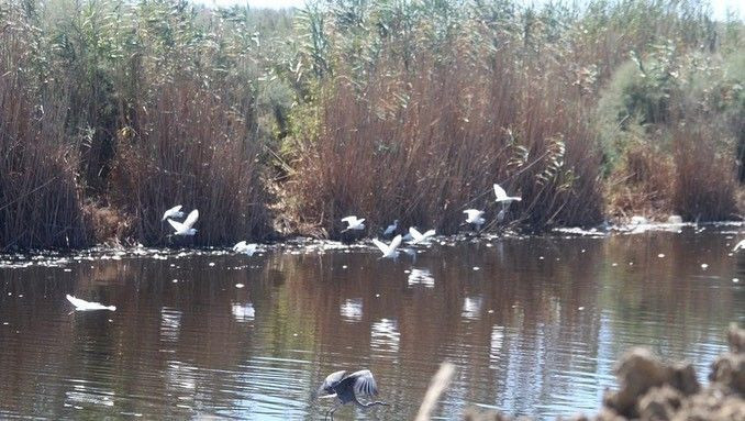 Binlercesi ölüp kıyıya vurdu! Kirlilik nedeniyle Büyük Menderes'te ekolojik yapı çöküyor - Resim: 1
