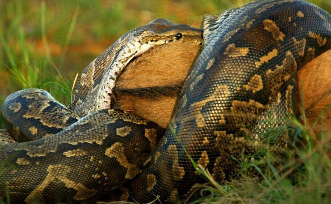 Dev piton antilobu böyle yuttu - Resim: 2