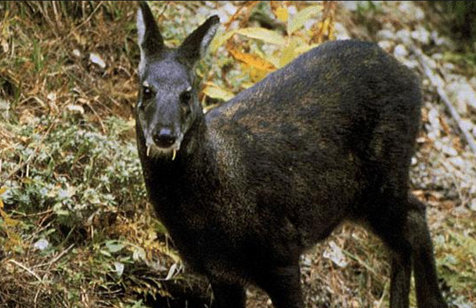 Vampir geyik 60 yıl sonra tekrar ortaya çıktı... - Resim: 4