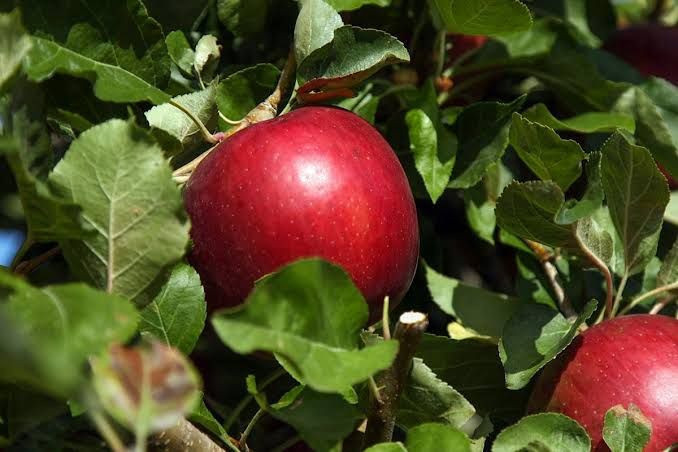 Böyle elma mı olur! 1 yıl boyunca çürümeden kalan elma ürettiler - Resim: 1