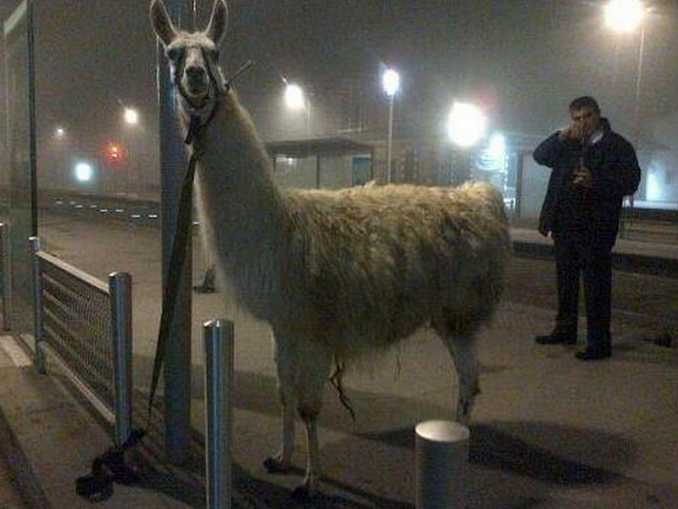 Sarhoş öğrenciler lama kaçırıp tramvaya bindi - Resim: 3