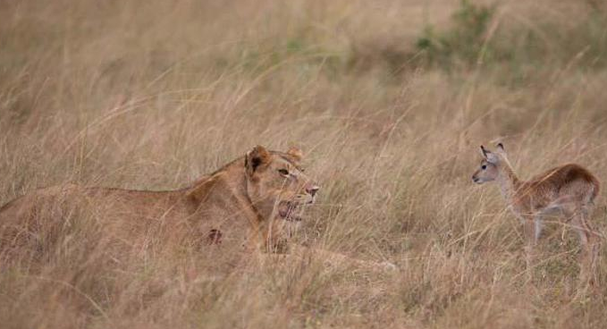 Vahşi av böyle görüntülendi - Resim: 2
