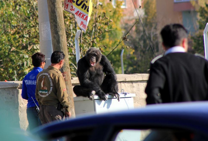 Kayseri'de şempanze paniği - Resim: 1