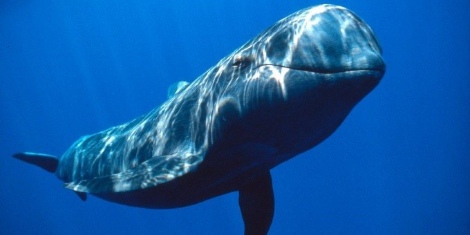 Dünyada sadece 500 tane kaldı duyan oraya koştu - Resim: 1