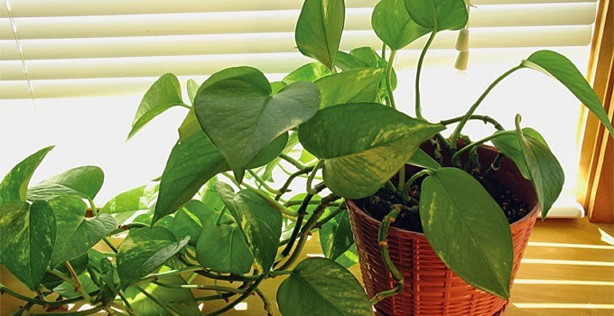 Evinizi temizleyen 5 muhteşem bitki - Resim: 2