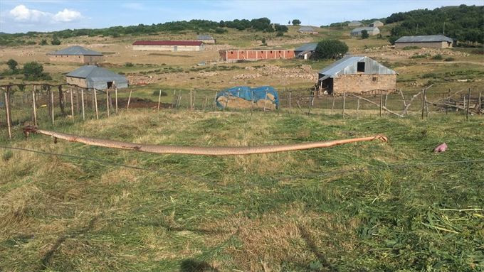 Böylesi ilk kez görüntülendi! Bingöl'de dev yılan - Resim: 1