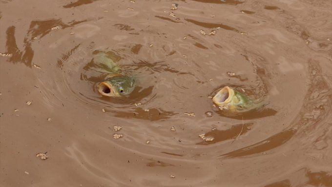 Şanlıurfa'da Balıklıgöl'ün balıkları nereye gitti? Mahalle aralarında balık toplayanlar var! Yenirse zehirler mi? - Resim: 3