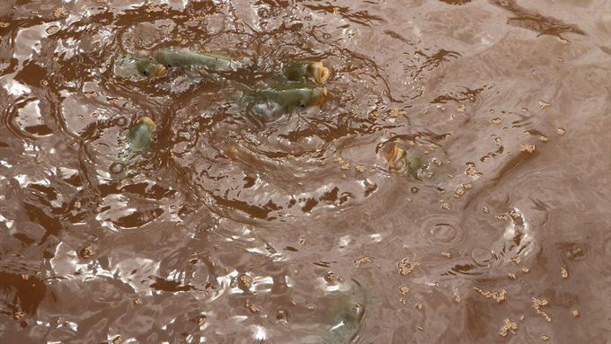 Şanlıurfa'da Balıklıgöl'ün balıkları nereye gitti? Mahalle aralarında balık toplayanlar var! Yenirse zehirler mi? - Resim: 4