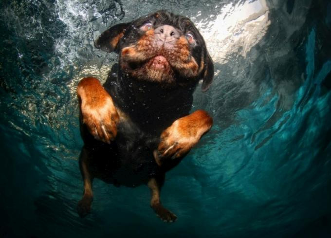 Onları sualtında sürpriz karşılıyor! - Resim: 2
