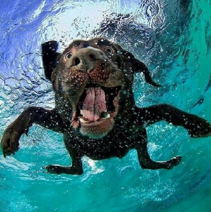 Onları sualtında sürpriz karşılıyor! - Resim: 3