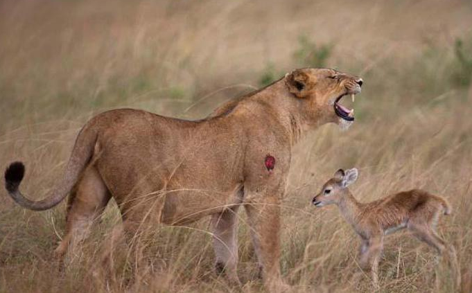 Vahşi av böyle görüntülendi - Resim: 3