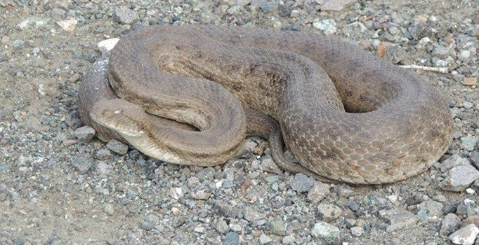 Mardin'de evin ortasında dehşet çocuklar korkuyla dışarı kaçtı - Resim: 1