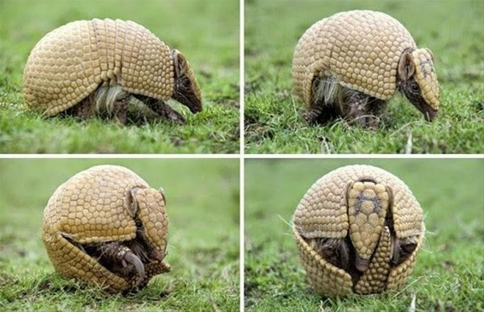 Ne olduğunu öğrenince çok şaşıracaksınız - Resim: 1