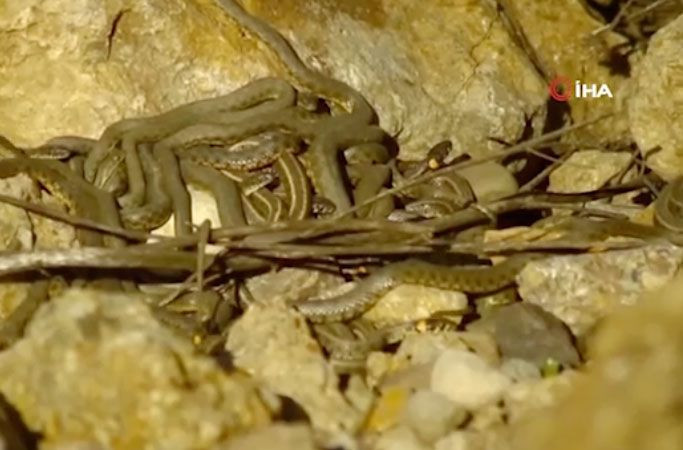 Hakkari'de çekildi! Yılanların çiftleşme ritüelinden şaşırtan görüntüler - Resim: 2