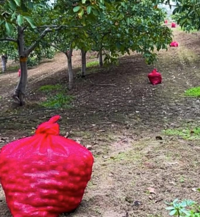 Tasını tarağını toplayıp çiftliğe yerleşmişti! Burak Hakkı'nın son halini görenler şaşırdı kaldı - Resim: 4