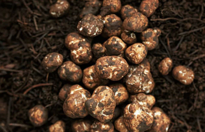 Görenler çürük sanıyor ama türünün en pahalı mantarı! Afrodizyak etkisi bulunuyor - Resim: 3