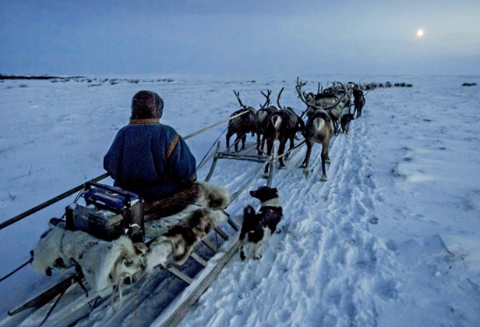 Ren geyikleriyle yaşayan insanlar! Hayatta kalmak için bunu yapıyorlar - Resim: 3