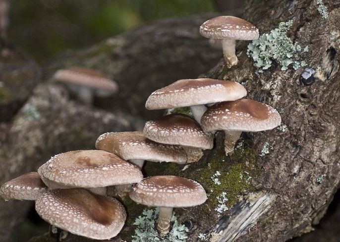 İmparatorların yiyeceği Shiitake mantarı! İnanılmaz faydaları var - Resim: 2