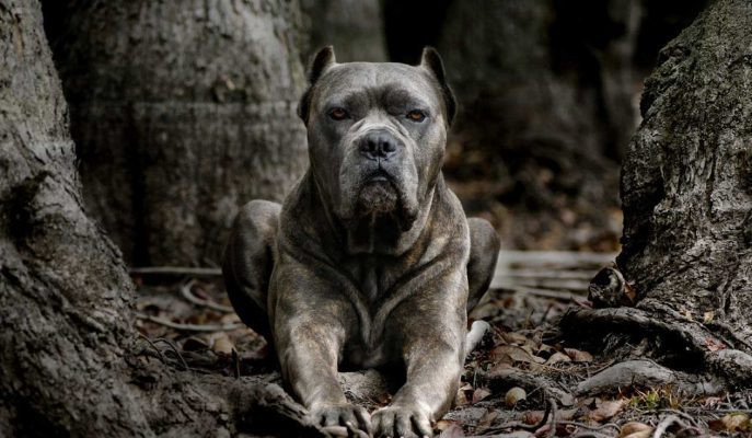 Dünyanın en tehlikeli 15 köpek ırkı - Resim: 1