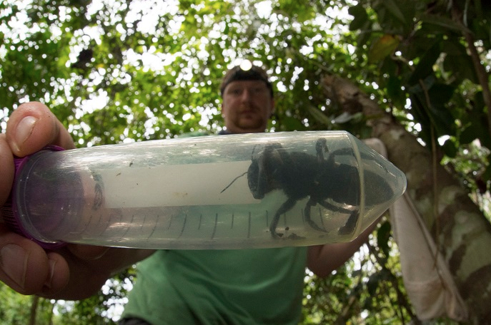 Herkes nesli tükendi sanıyordu 38 yıl aradan sonra devasa arı ortaya çıktı - Resim: 4